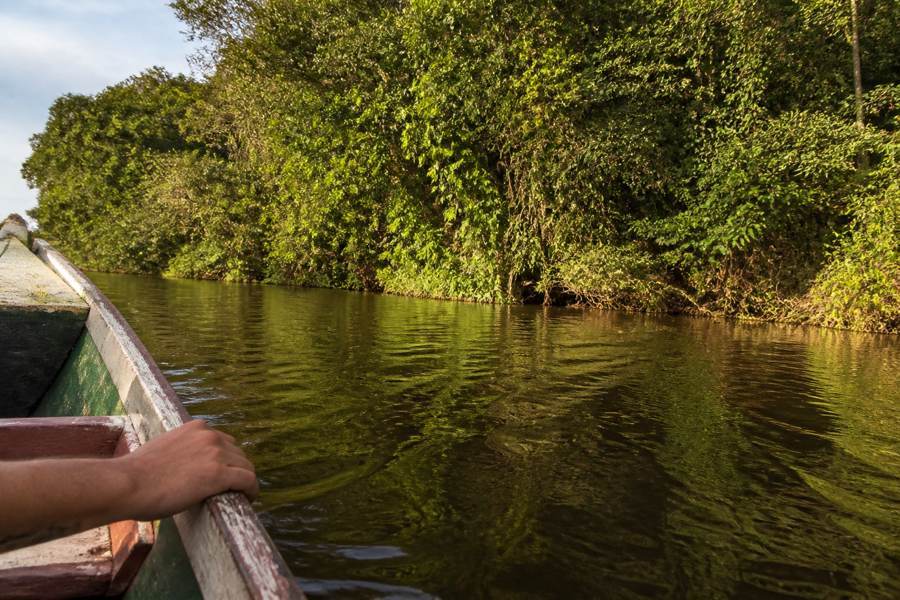 The Amazon and Manaus