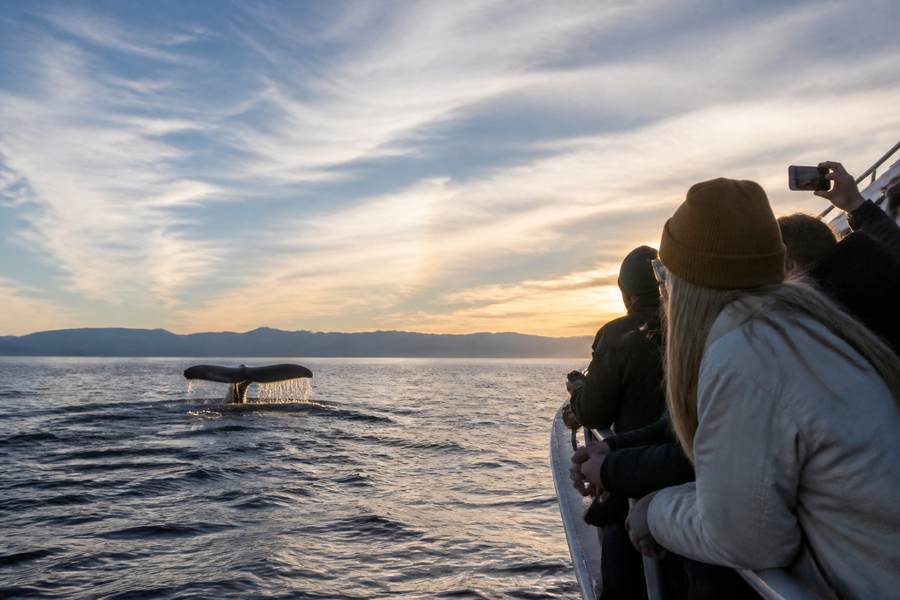 Whale Watching Vancouver Island