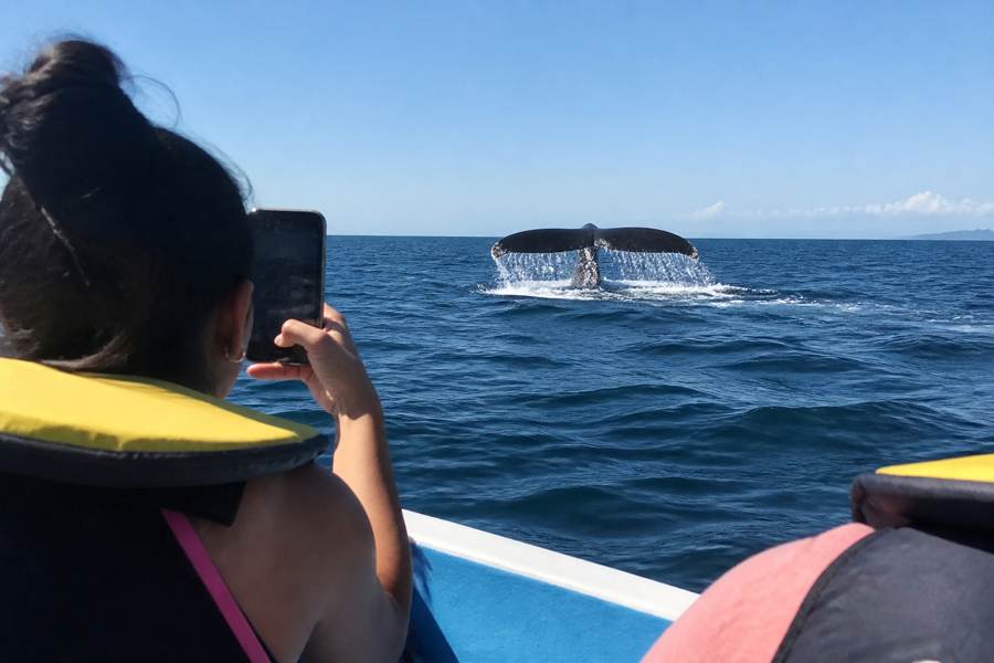 Whale Watching in Samaná Bay