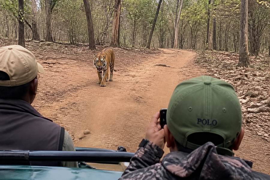 Ranthambore Tiger Safari