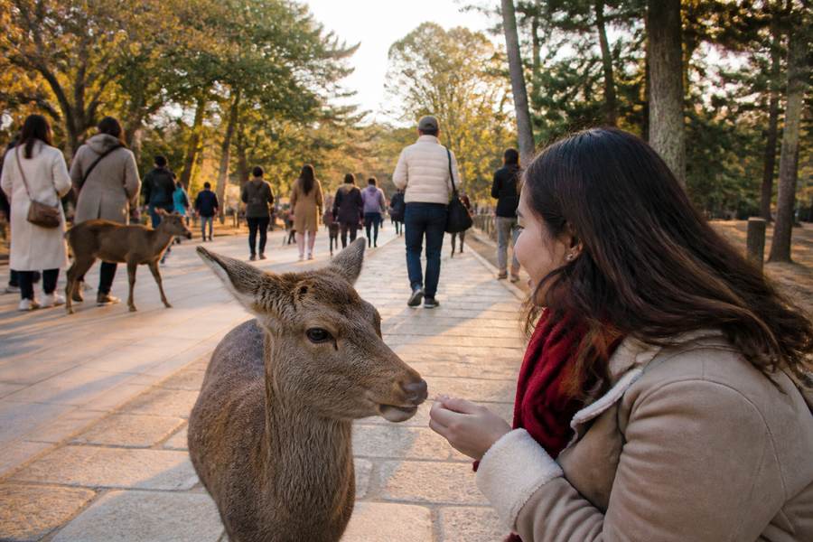 Nara Park