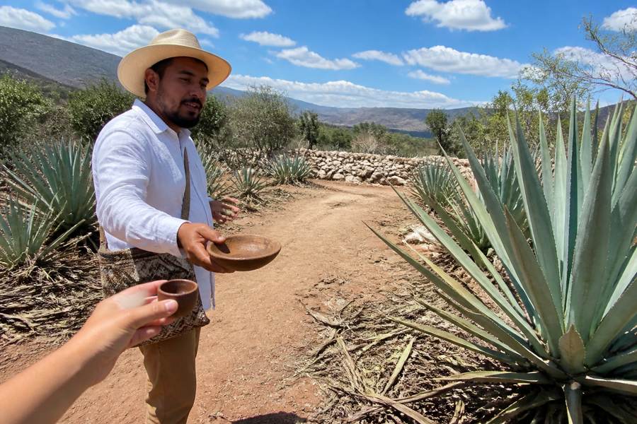 Mezcal — Oaxaca's Agave Country