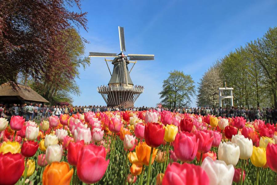 Zaanse Schans and Keukenhof: Windmills and Tulips