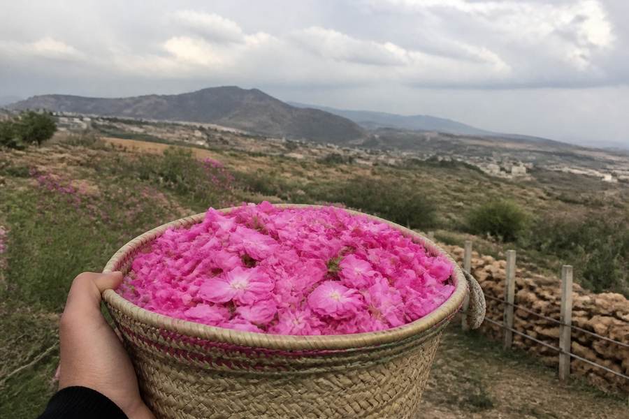 Taif
