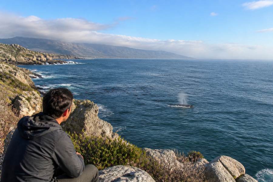 Hermanus Whale Watching