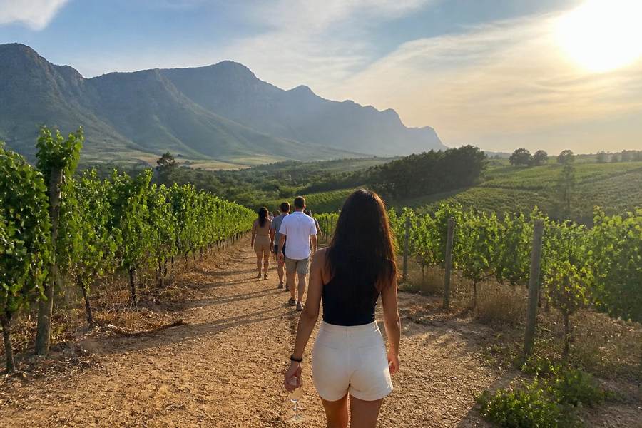Stellenbosch Wine Region