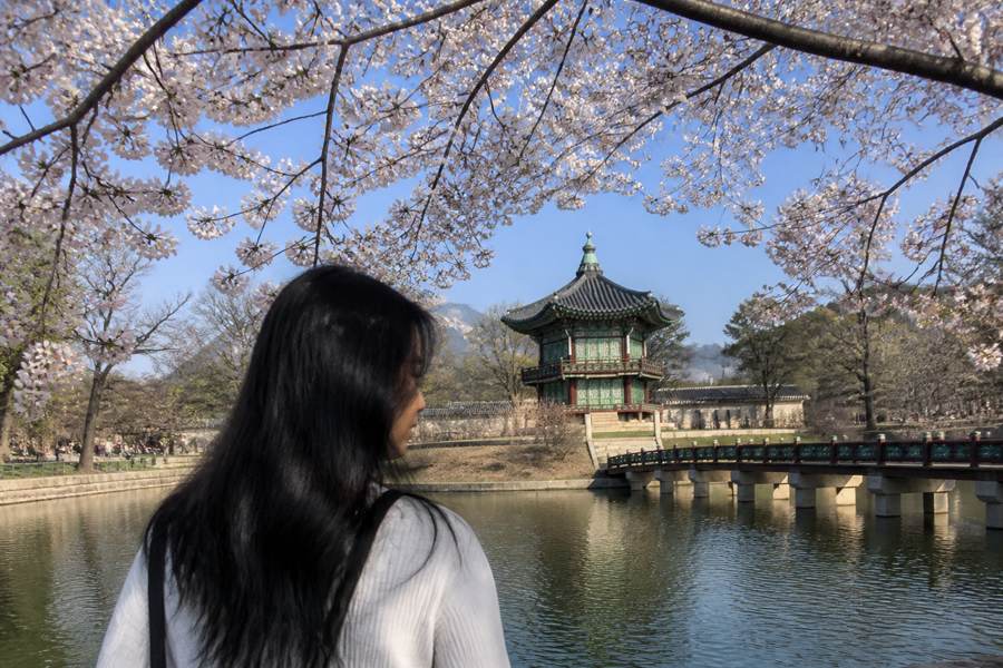 Best Time to Visit South Korea: Cherry Blossoms vs. Autumn Foliage