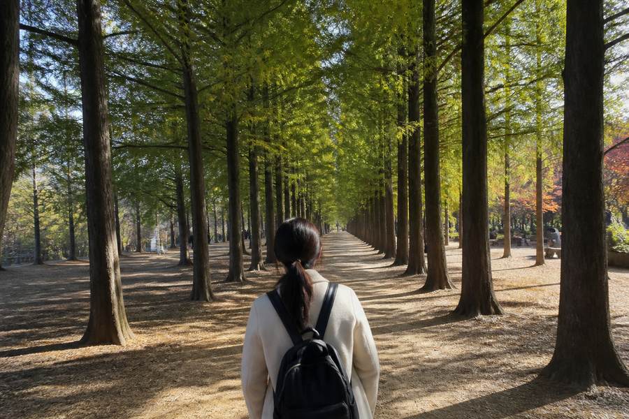 Nami Island & Petite France